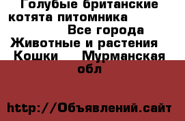 Голубые британские котята питомника Silvery Snow. - Все города Животные и растения » Кошки   . Мурманская обл.